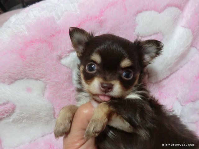 チワワ ロング 奈良県 女の子 17年3月13日 チョコタン めちゃ可愛い女の子 みんなのブリーダー 子犬id 1704 014