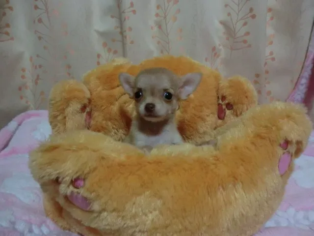 ふじっこ 様のお迎えした子犬
