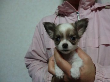 チワワ(ロング)【奈良県・男の子・2013年12月14日・ホワイト&チョコフォーン】の写真「♪甘えたさんで、とても可愛い男の子♪」