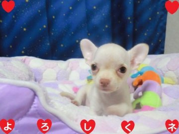 チワワ(スムース)【奈良県・男の子・2021年4月17日・クリーム】の写真「ぼくは　ここにいるよ～　💖」