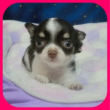 チワワ(ロング)【奈良県・女の子・2023年12月16日・チョコタン&ホワイト】の写真「両親PRAクリア♪可愛い女の子💕」