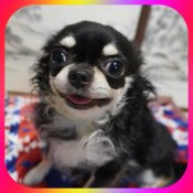 チワワ(ロング)【・男の子・2022年3月25日・ブラックタン&ホワイト】