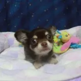 チワワ(ロング)【奈良県・男の子・2023年1月12日・チョコ&タン】の写真4「４月１５日　最新画像」