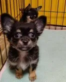 チワワ(ロング)【奈良県・男の子・2023年4月12日・ブラックタン&ホワイト】の写真4「6月20撮影」