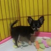 チワワ(ロング)【奈良県・男の子・2023年4月12日・ブラックタン&ホワイト】の写真5「7月18日撮影」