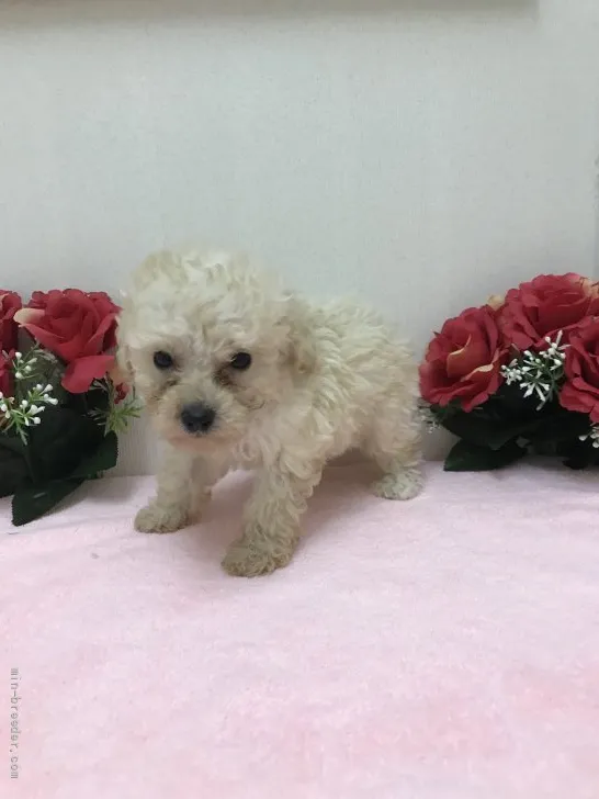 ID:2108-02559の子犬