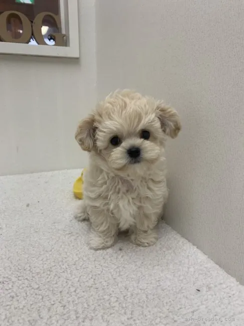 ID：2203-01015の子犬