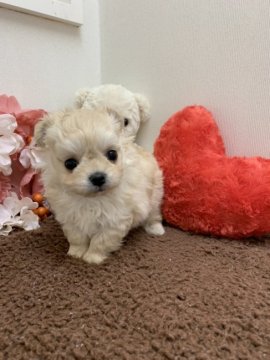 チワワ×ティーカッププードル【東京都・男の子・2020年12月29日・クリーム】の写真「ころころムチムチで可愛いチワプー男の子♡」