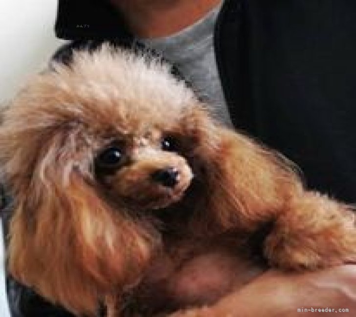 森元　卓美(もりもと　たくみ)ブリーダー(兵庫県・トイプードル・JKC登録)の紹介写真3