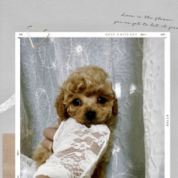 トイプードル(ティーカップ)【兵庫県・男の子・2025年9月28日・レッド】の写真「人懐っこくてイケメンだけど可愛いお顔🩷」