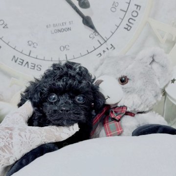 トイプードル(ティーカップ)【兵庫県・女の子・2025年9月18日・ブラック】の写真「マイクロサイズの超美人な懐っこい女の子❤️」