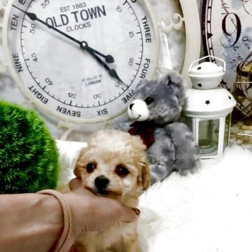 トイプードル(ティーカップ)【兵庫県・女の子・2025年9月18日・アプリかクリーム】の写真「瞳が抜群に大きくて群を抜く可愛さを持ってるな女の子」