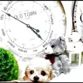 ティーカッププードル