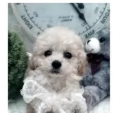 ティーカッププードル