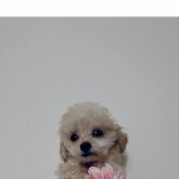 トイプードル