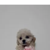 ティーカッププードル