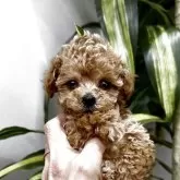 ティーカッププードル