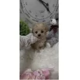 ティーカッププードル