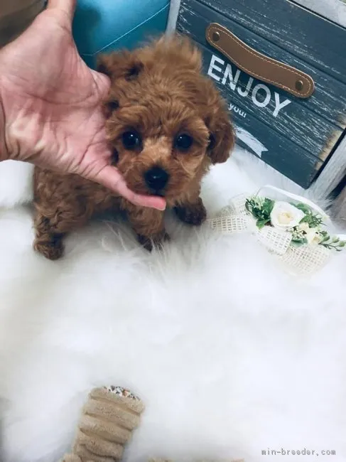 レオ 様のお迎えした子犬