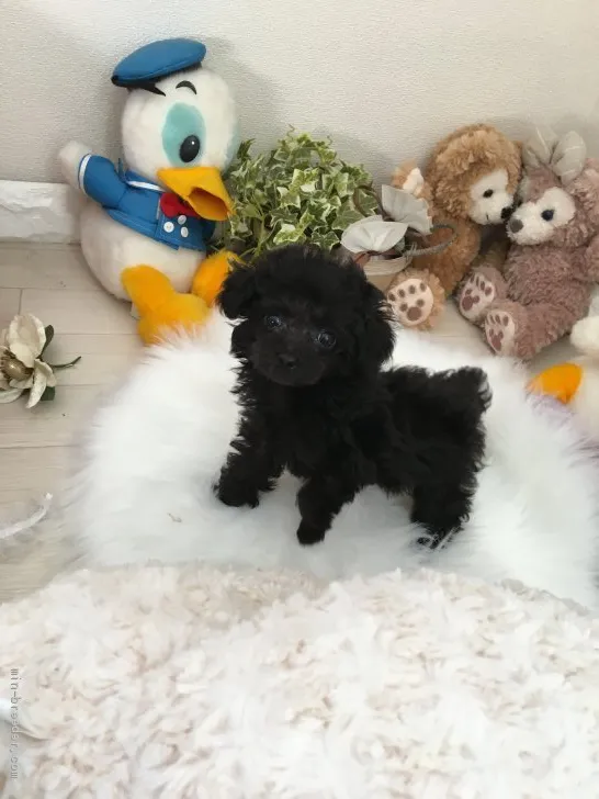 ID：1910-03296の子犬
