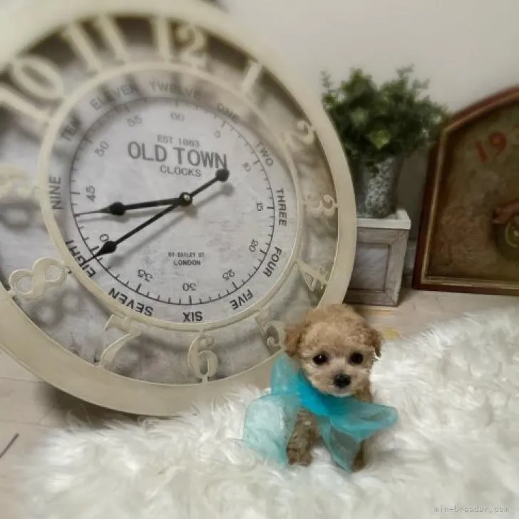 ID：2209-03146の子犬