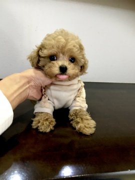 トイプードル(タイニー)【兵庫県・女の子・2020年11月20日・シャンパン】の写真「瞳が大きくて毛量のあるベアー顔の女の子」