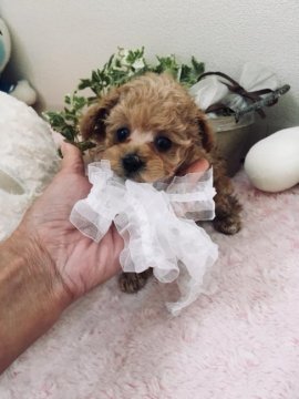 トイプードル(ティーカップ)【兵庫県・男の子・2017年10月17日・アプリ】の写真「足が短すぎ 目の大きなアイラインの濃い大人しい男」