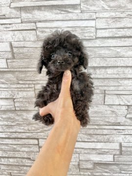 トイプードル(ティーカップ)【兵庫県・男の子・2021年10月4日・シルバー】の写真「目のくりくりした女の子みたいなお顔」