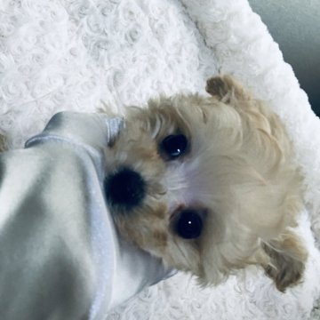 トイプードル(ティーカップ)【兵庫県・男の子・2020年1月3日・クリーム】の写真「とびきり瞳の大きなティーサイズの男の子」