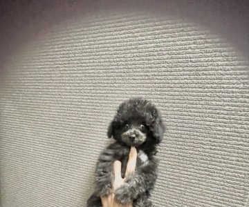トイプードル(ティーカップ)【兵庫県・男の子・2021年10月4日・シルバー】の写真「目の大きな可愛いお顔したシルバーになる予定の男の子」