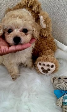 トイプードル(ティーカップ)【兵庫県・男の子・2018年6月19日・クリーム】の写真「優しいお顔をしたマズルの短い超可愛い男の子」