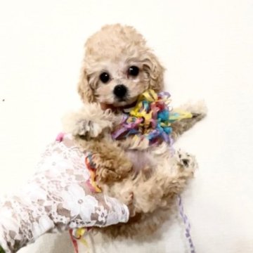 トイプードル(トイ)【兵庫県・女の子・2023年8月10日・クリームかアプリコット】の写真「周囲の目を虜にする特選ちゃん✻⭐瞳の大きな女の子」