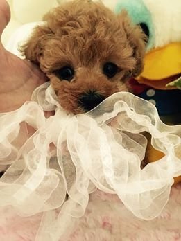 トイプードル(ティーカップ)【兵庫県・女の子・2017年2月17日・アプリコット】の写真「小さくてお顔が抜群に可愛い女の子」