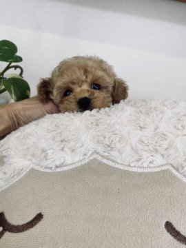 トイプードル(タイニー)【兵庫県・女の子・2020年3月2日・薄いレッド】の写真「懐っこい可愛いお顔をした女の子」