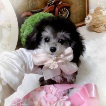 トイプードル(ティーカップ)【兵庫県・女の子・2023年11月2日・シルバー パーティーカラー】の写真「稀少☆人気のシルバーパーティーカラーの可愛い女の子」