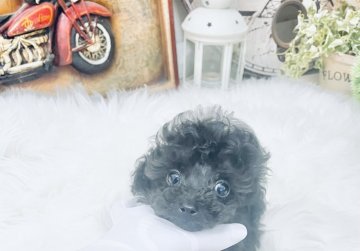 トイプードル(ティーカップ)【兵庫県・男の子・2021年10月4日・シルバー】の写真「美形です。小顔で　目がくりくり　離れ目です。」