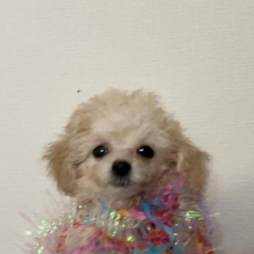 トイプードル(ティーカップ)【兵庫県・男の子・2023年7月15日・クリームかホワイト】の写真「スーパーマイクロサイズの極上の可愛い男の子」