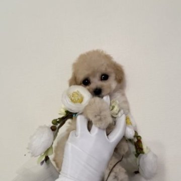 トイプードル(ティーカップ)【兵庫県・女の子・2023年5月1日・クリームかアプリコット】の写真「お顔が小さくアンヨが短いスーパーキューティーガール」