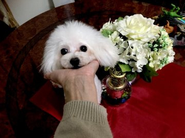 トイプードル(ティーカップ)【兵庫県・女の子・2020年4月13日・クリーム 将来的に白に見えるかもです】の写真「ドアーフ毛量たっぷりの可愛いクリームちゃん」