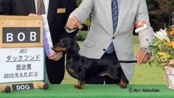 みんなの犬図鑑 愛媛県で評判の良いカニンヘンダックスフンドのブリーダー紹介