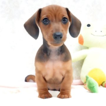 ミニチュアダックスフンド(スムース)【愛媛県・男の子・2025年8月27日・レッド】の写真「父:CIE＆JKCCH　母:父がCIE&JKCCH」