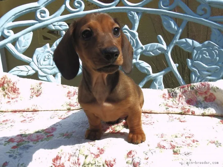 じゃがいも 様のお迎えした子犬