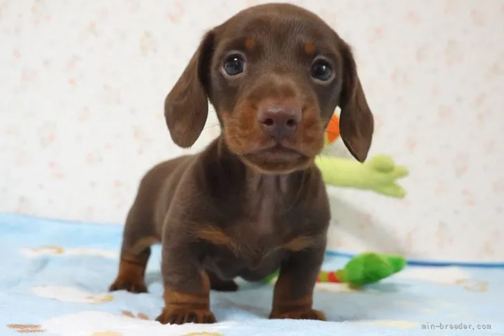 よい 様のお迎えした子犬