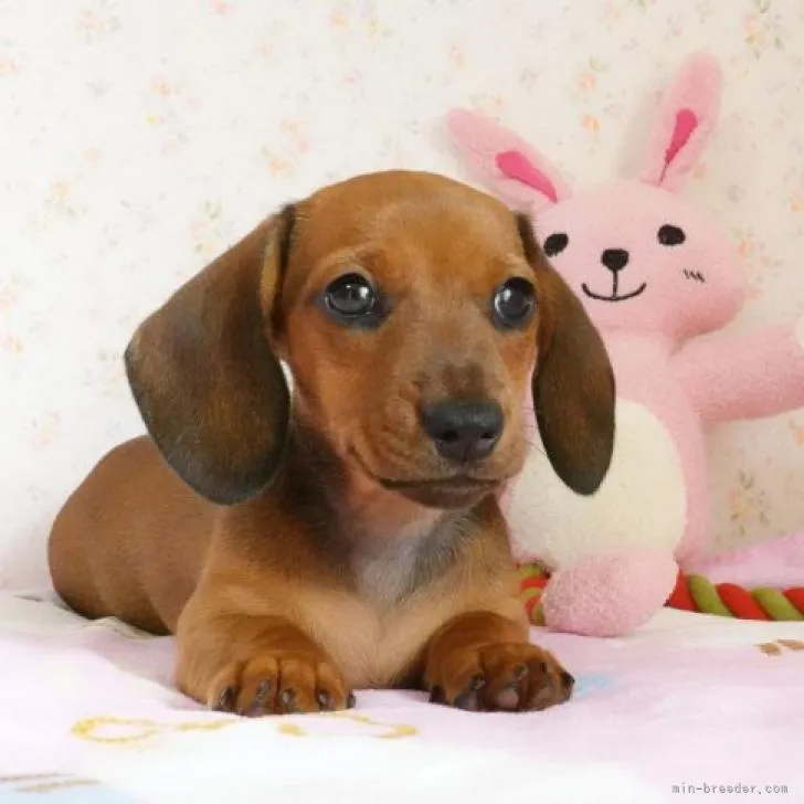 M.T 様のお迎えした子犬