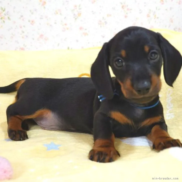 ID:2209-04332の子犬