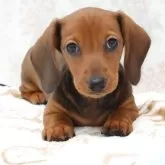 ミニチュアダックスフンド(スムース)【愛媛県・男の子・2023年11月13日・レッド】の写真1