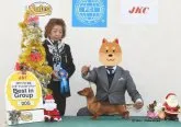ミニチュアダックスフンド(スムース)【愛媛県・男の子・2018年7月30日・レッド】の写真4「名血統のお父さんです。性格も大変良いです。」