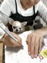 チワワ(スムース)【長崎県・女の子・2025年1月4日・ホワイト&レッド】の写真7「お膝でお供」