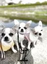 チワワ(スムース)【長崎県・男の子・2025年1月4日・ホワイト&レッド】の写真3「散歩トレーニング左の子」