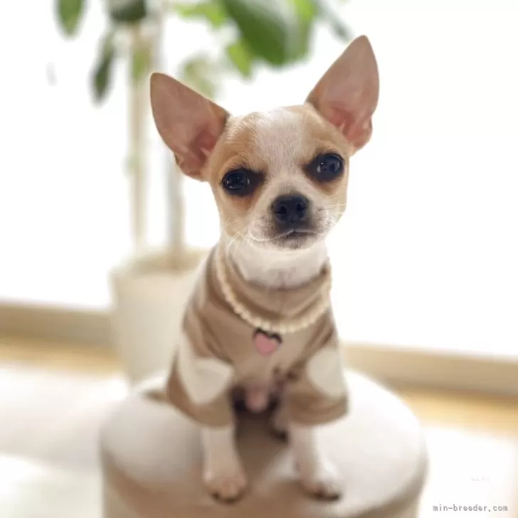 ID:2502-02319の子犬